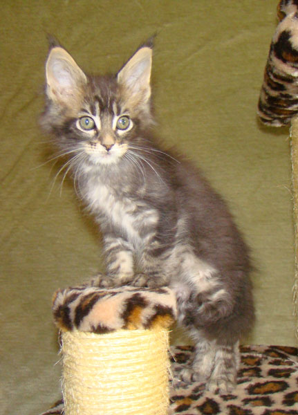     Catsvill County!   !    !       !!!    Catsvill County +7-926-544-74-09     .   ,   ,   ,    ,   ,  ,     ,   -,    ,   !
